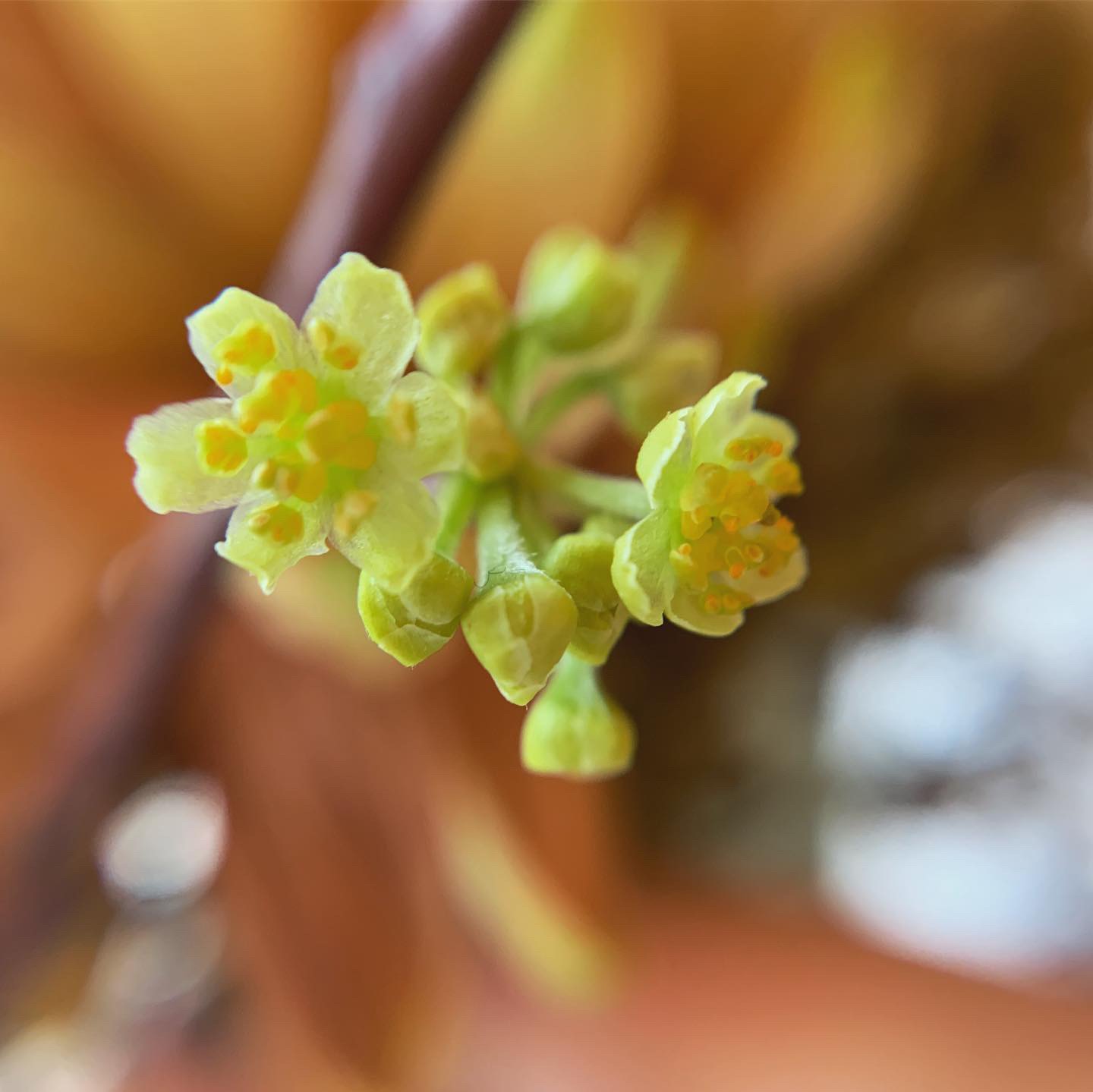 燈台花