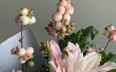 雪果 | Symphoricarpos